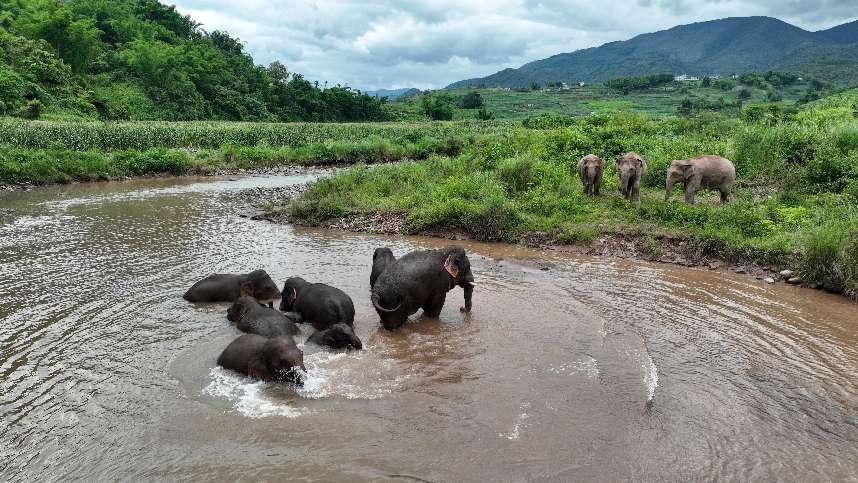 野生亚洲象组团泡澡降温解暑。何有刚摄