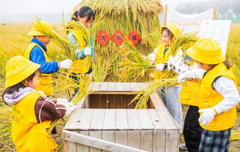 江苏宿迁：稻田里的“秋收课堂”
