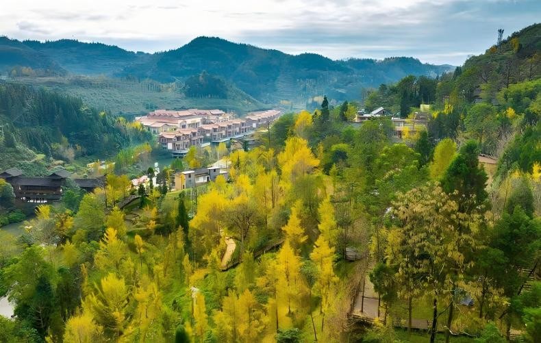 世界古银杏之乡迎来游学热